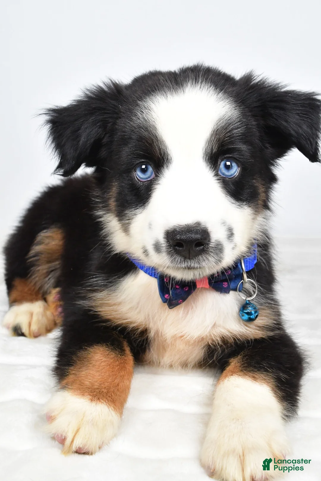 Miniature Australian Shepherd dogs for sale: Felix - Ad 2