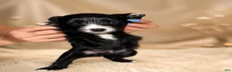 Mixed Breed dogs for sale: Panther  - Ad 15