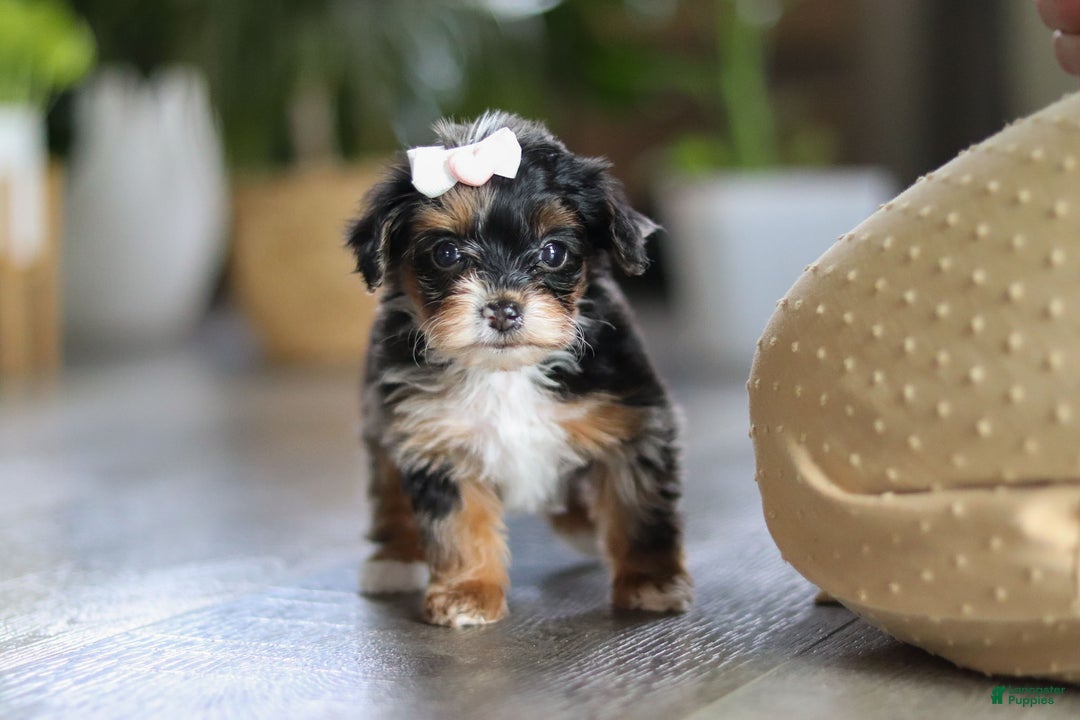 Yorkiepoo dogs for sale: Chanel - Ad 10