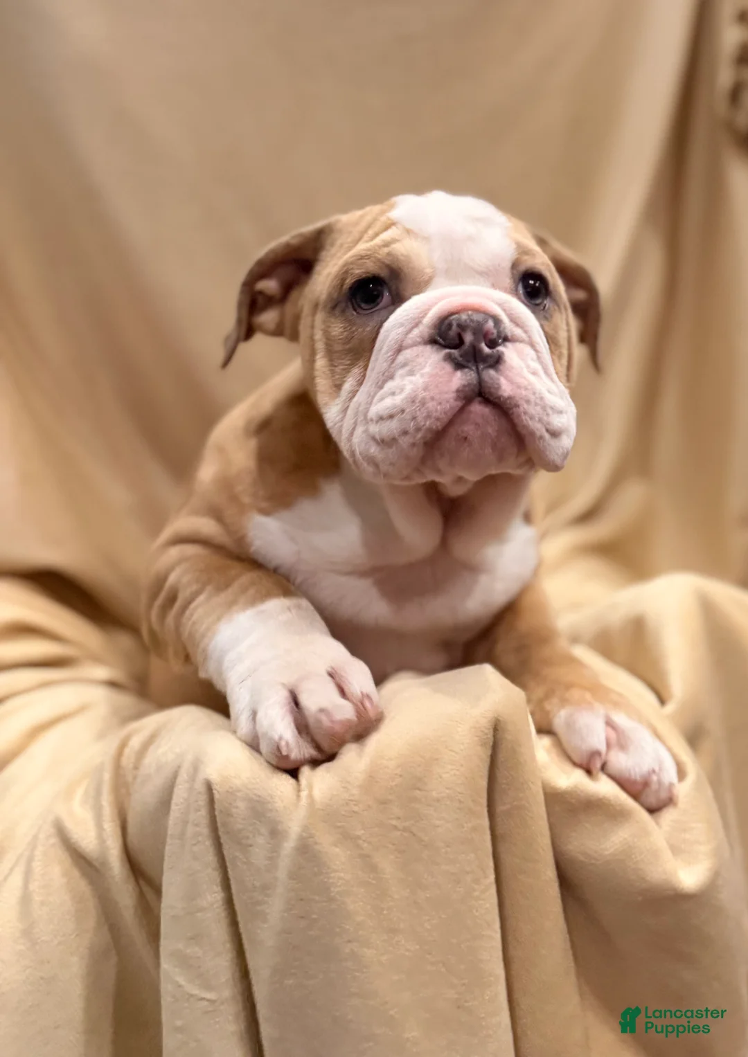 English Bulldog dogs for sale: Faith - Ad 4