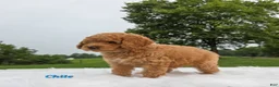 Cavapoo dogs for sale: Chile - Ad 3