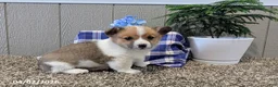 Welsh Corgi Pembroke dogs for sale: Buster - Ad 6