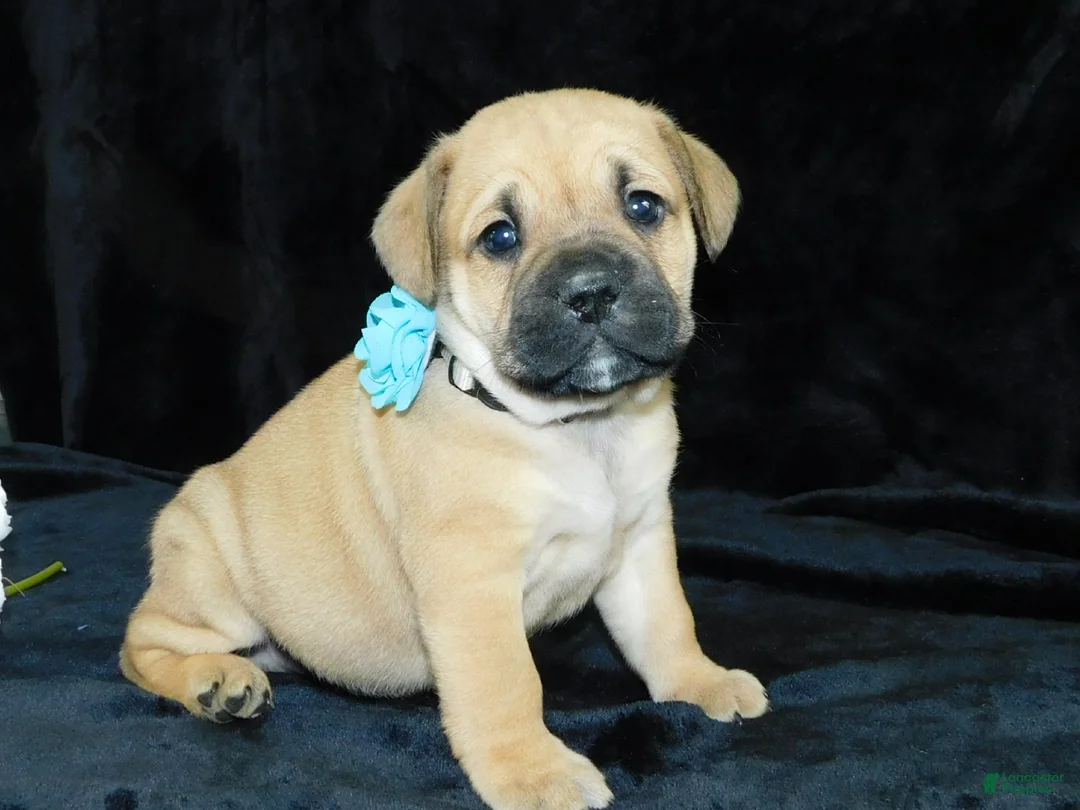 Mixed Breed dogs for sale: Roscoe - Ad 2