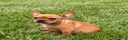 French Bulldog dogs for sale: Durango - Ad 3