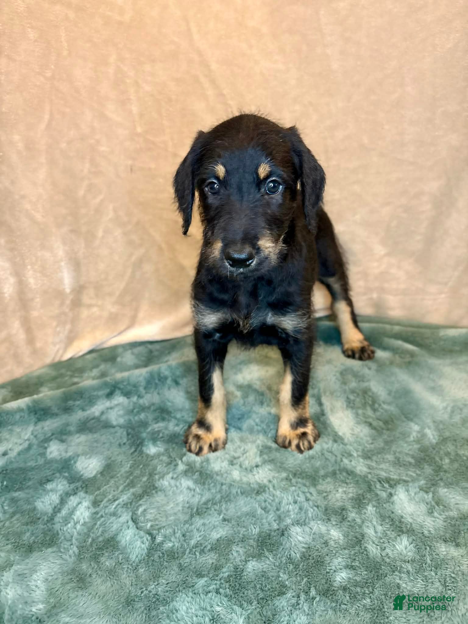 Mixed Breed dogs Snookie - Ad 2