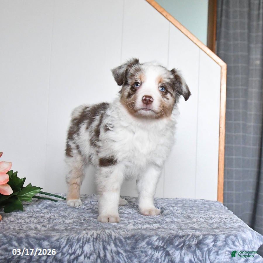 Miniature Australian Shepherd dogs Ember - Ad 1