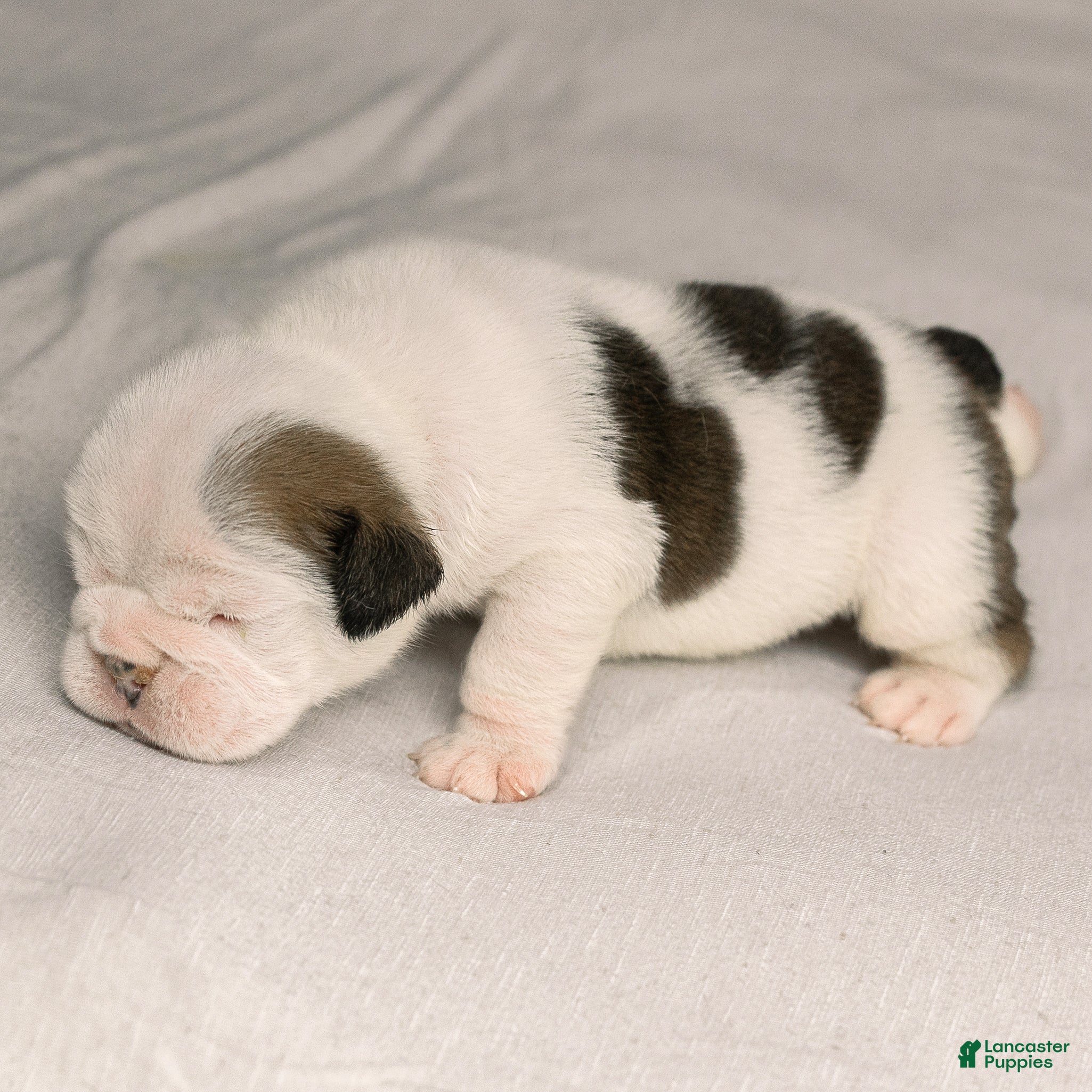 English Bulldog dogs for sale: Eve English Bulldog  - Ad 2