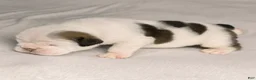 English Bulldog dogs for sale: Eve English Bulldog  - Ad 2