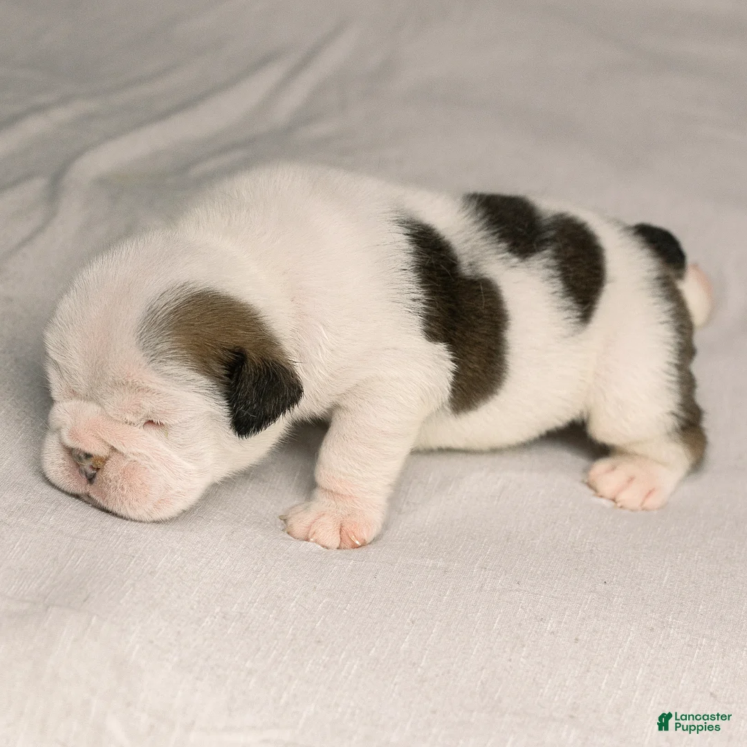 English Bulldog dogs for sale: Eve English Bulldog  - Ad 2