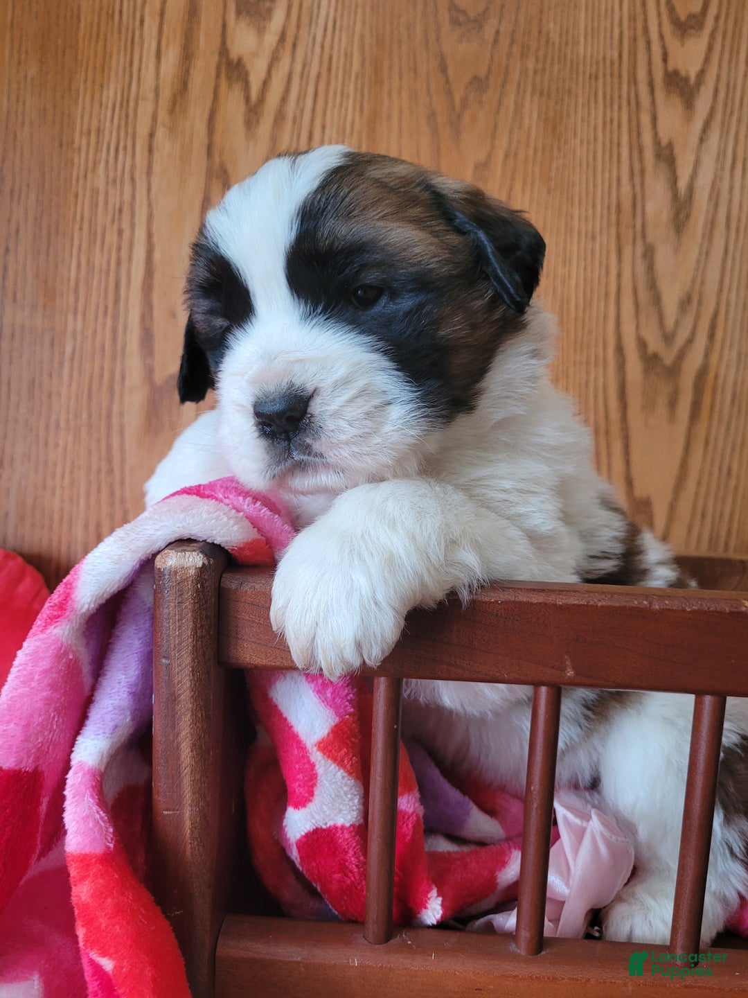 Saint Bernard dogs for sale: Willow - Ad 3
