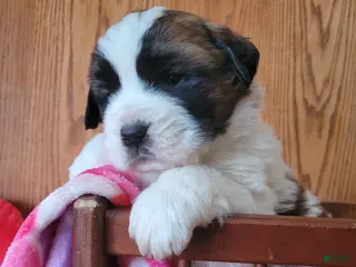 Saint Bernard dogs Willow - Ad 7
