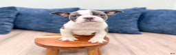 Frenchton dogs for sale: Watson - Ad 8