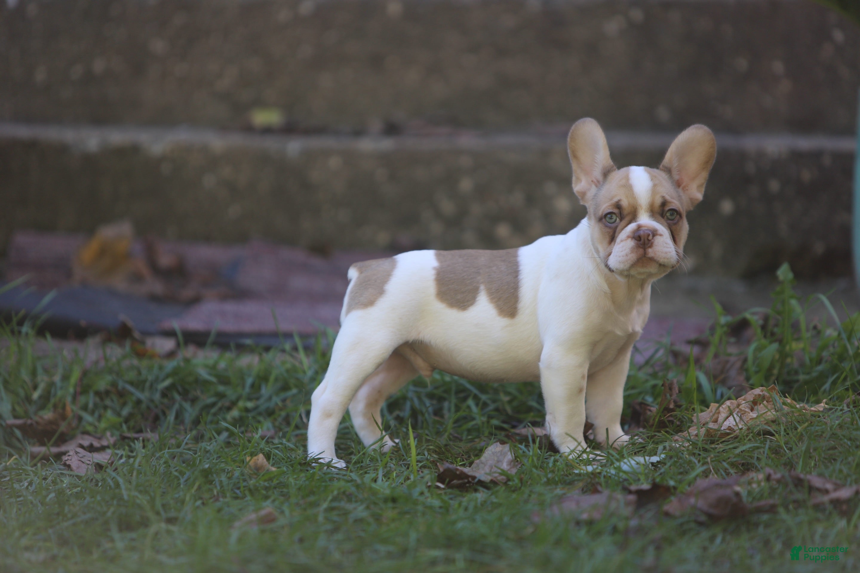 French Bulldog dogs Casper - Ad 1