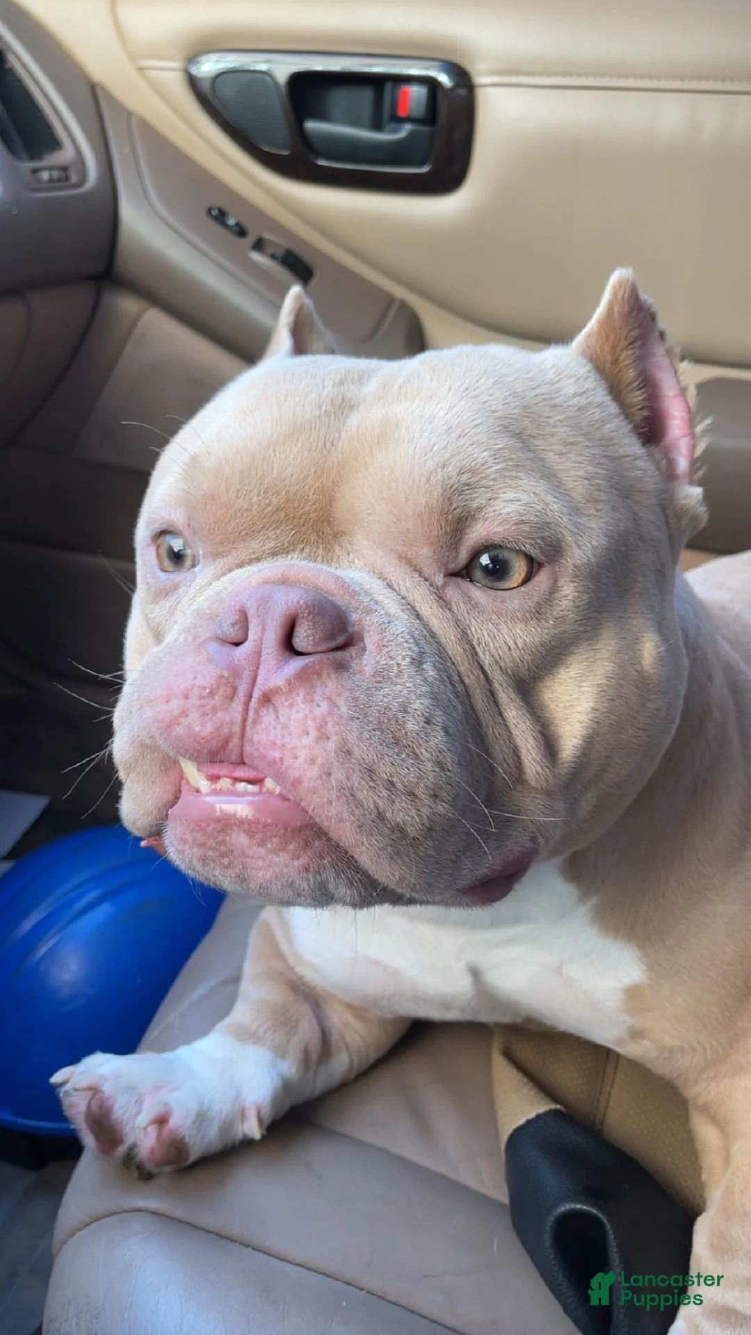 American Bulldog dogs for stud: THEO 1 - Ad 1