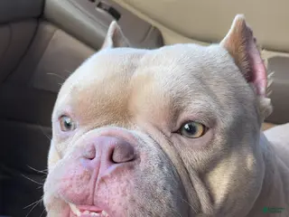 American Bulldog dogs for stud: THEO 1 - Ad 3