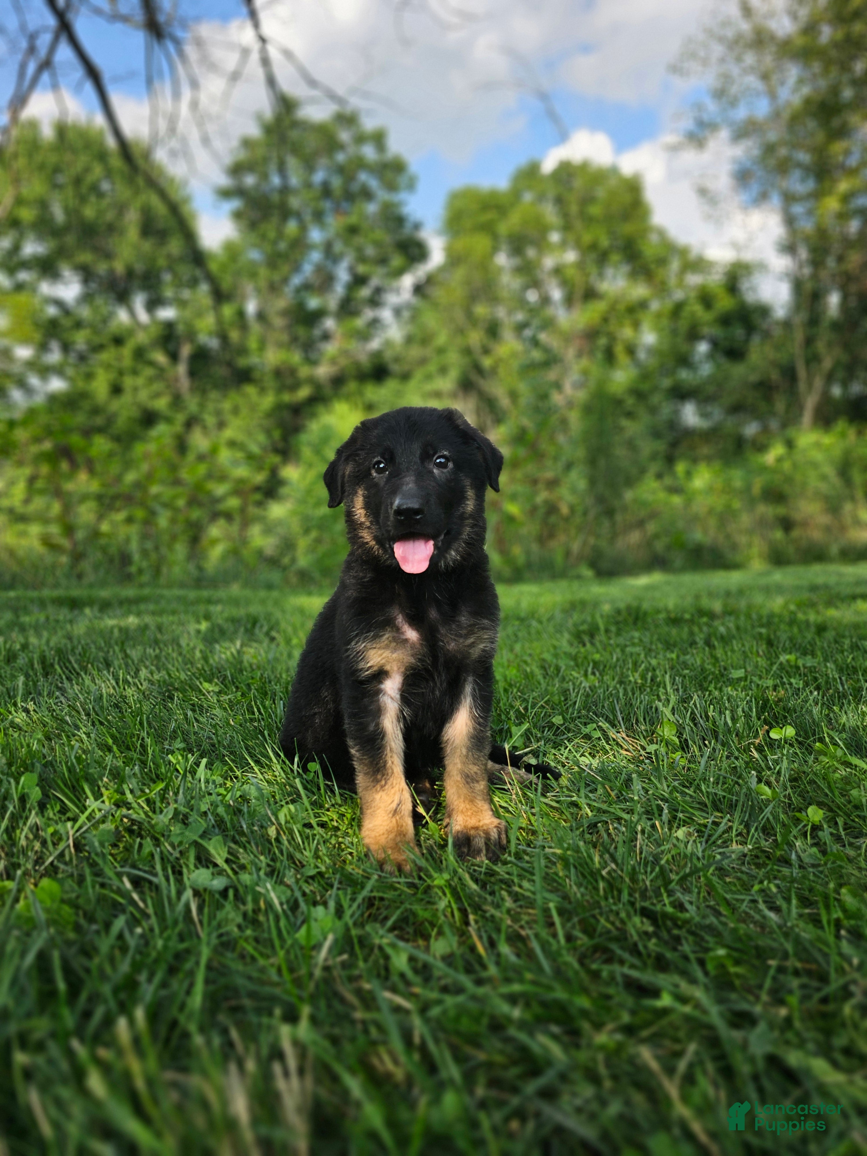 German Shepherd dogs Mindy - Ad 1