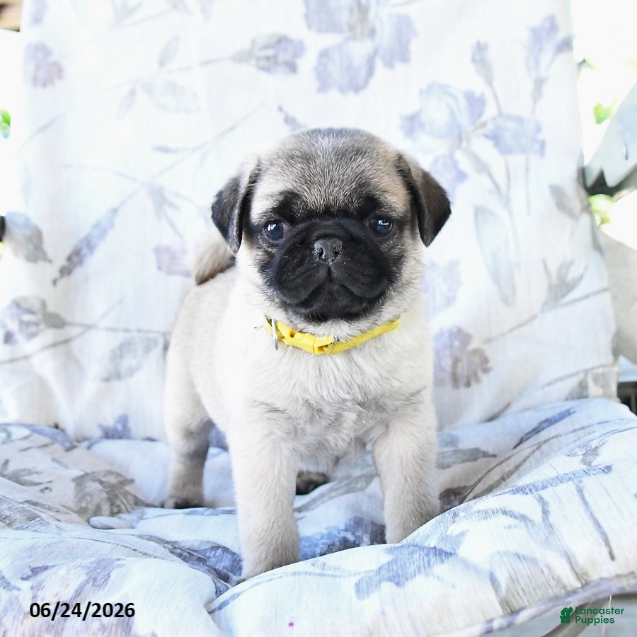 Pug dogs Winston - Ad 1