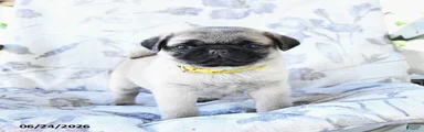 Winston