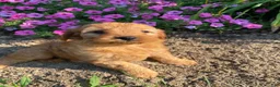 Cavapoo dogs for sale: Harper - Ad 6