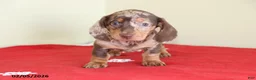 Miniature Dachshund dogs for sale: Tina - Ad 2