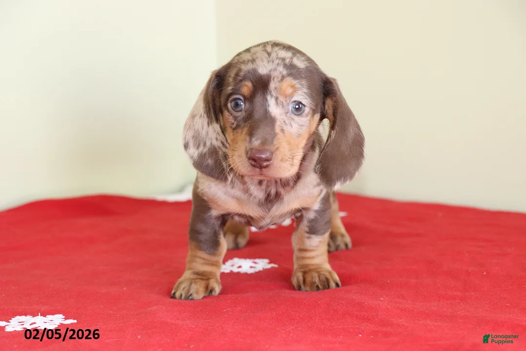 Miniature Dachshund dogs for sale: Tina - Ad 2
