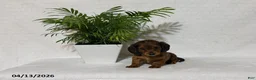 Miniature Dachshund dogs for sale: Lilac - Ad 2