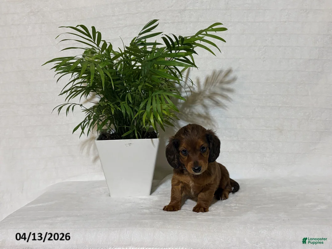 Miniature Dachshund dogs for sale: Lilac - Ad 2