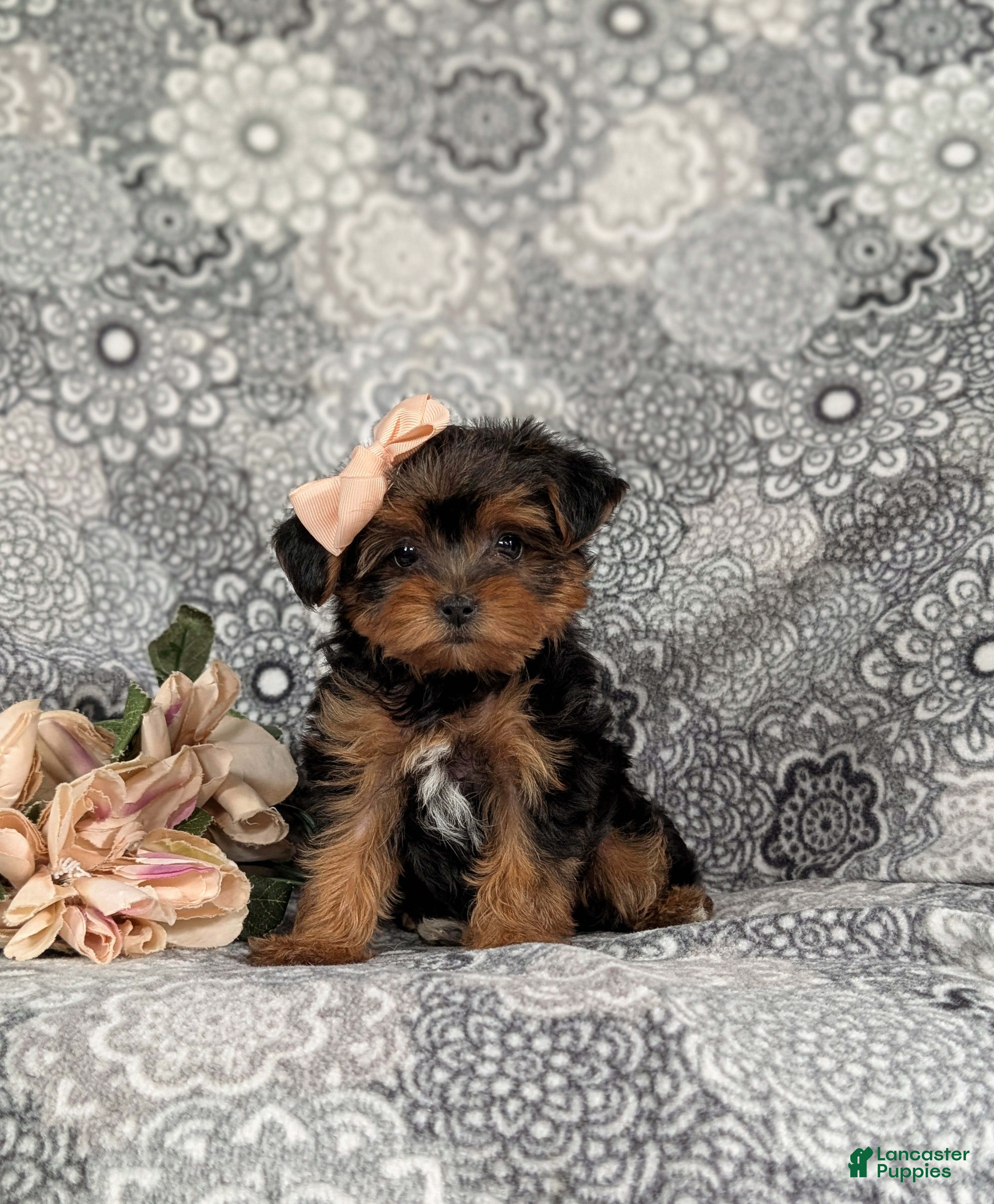 Yorkiepoo dogs Gabrielle 6 lbs Full Grown - Ad 2