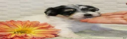 Morkie dogs for sale: Willow - Ad 3