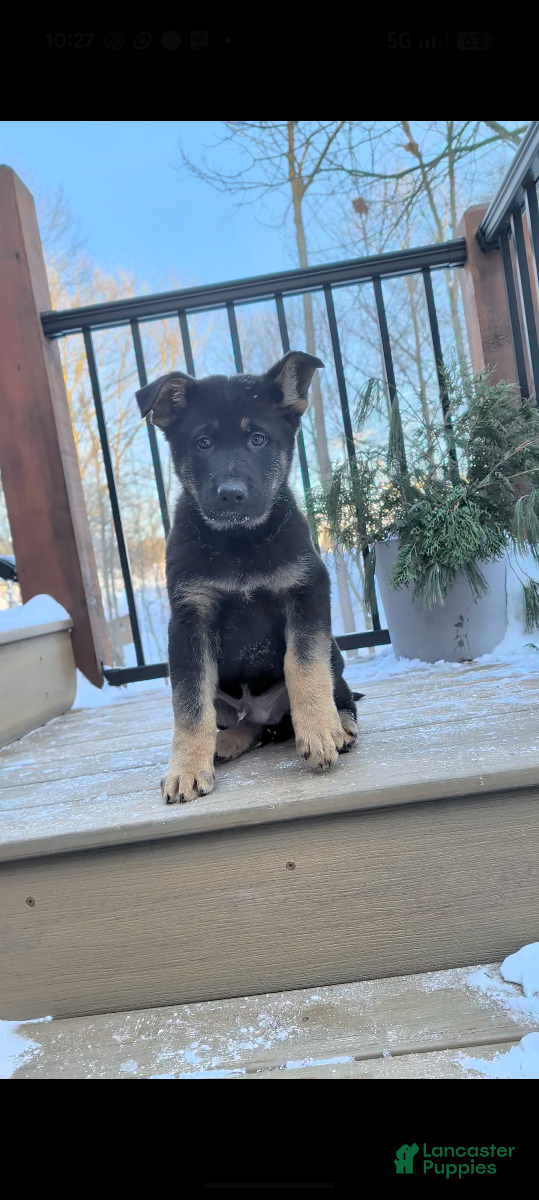 German Shepherd dogs Bowser - Ad 20