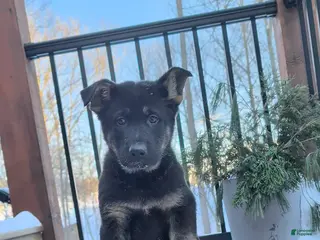 German Shepherd dogs Bowser - Ad 20