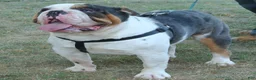 Mixed Breed dogs for sale: Chill Thrill - Ad 7