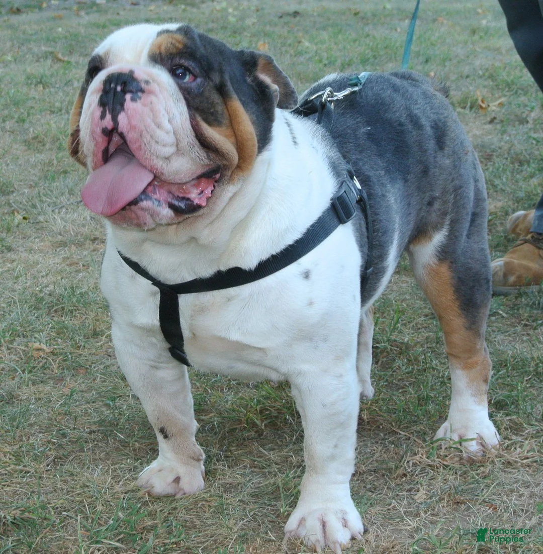 Mixed Breed dogs for sale: Chill Thrill - Ad 7