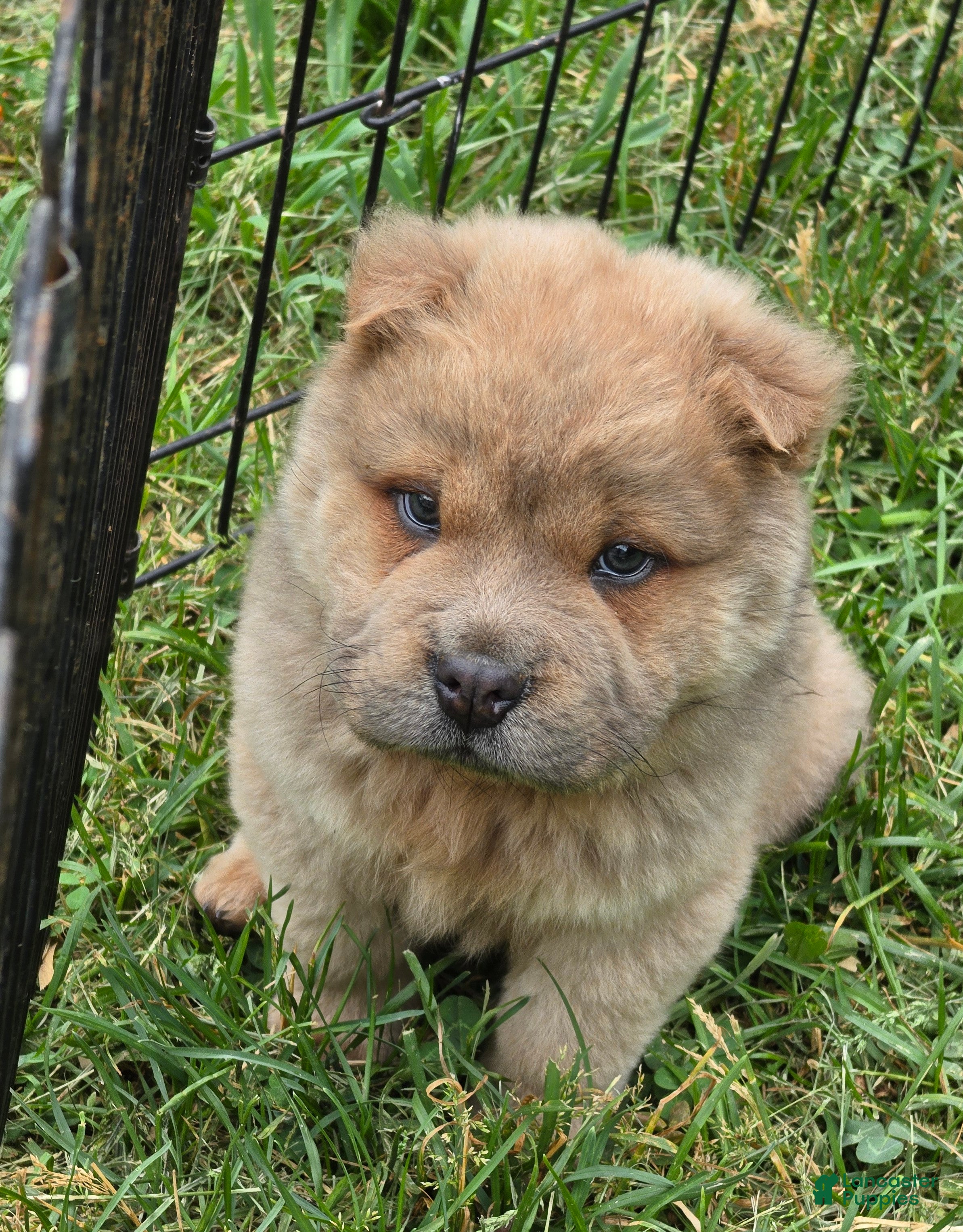 Shar Pei dogs Nacho  - Ad 1