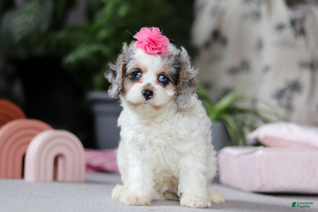 Cavapoo dogs for sale: Ayla - Ad 1