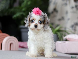 Cavapoo dogs Ayla - Ad 9