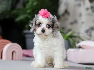 Cavapoo dogs Ayla - Ad 42