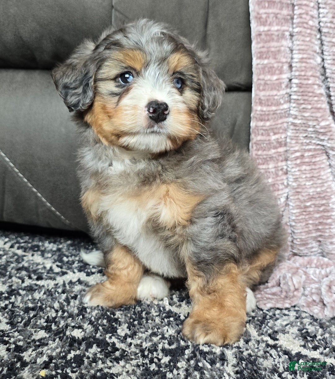 Mini Bernedoodle dogs for sale: Mini Watts - Ad 37