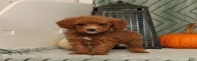 Grover