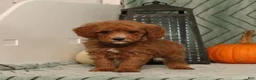 Miniature Poodle dogs for sale: Grover - Ad 1