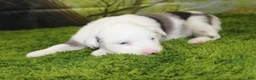 Miniature Australian Shepherd dogs for sale: Boston - Ad 1