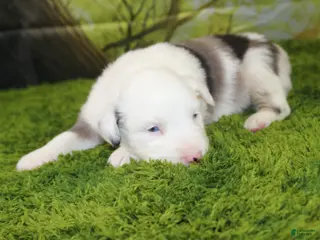 Miniature Australian Shepherd dogs Boston - Ad 21