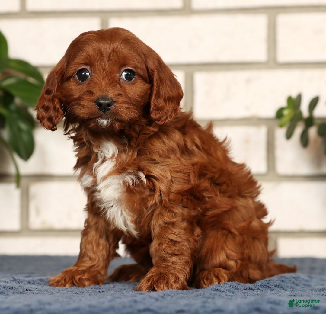 Cavapoo dogs for sale: Dawn - Ad 5