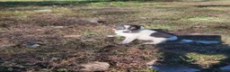 Jack Russell Terrier dogs for sale: Jack Russell Terrier 1 - Ad 4
