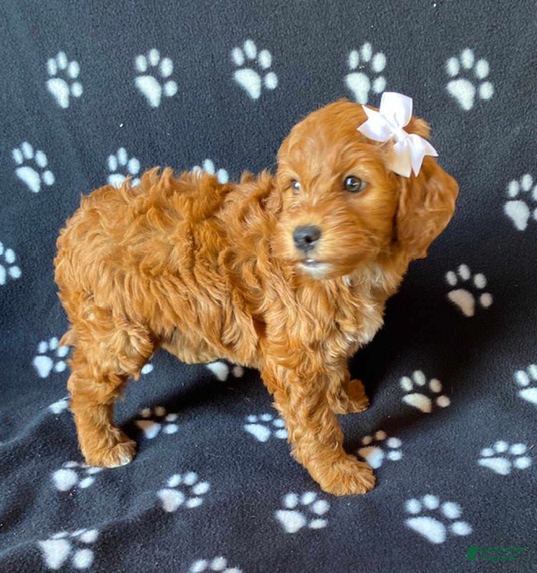 Mini Goldendoodle dogs for sale: Lexi - Ad 4