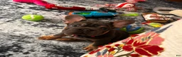 French Bulldog dogs for sale: PIXIE - Ad 4