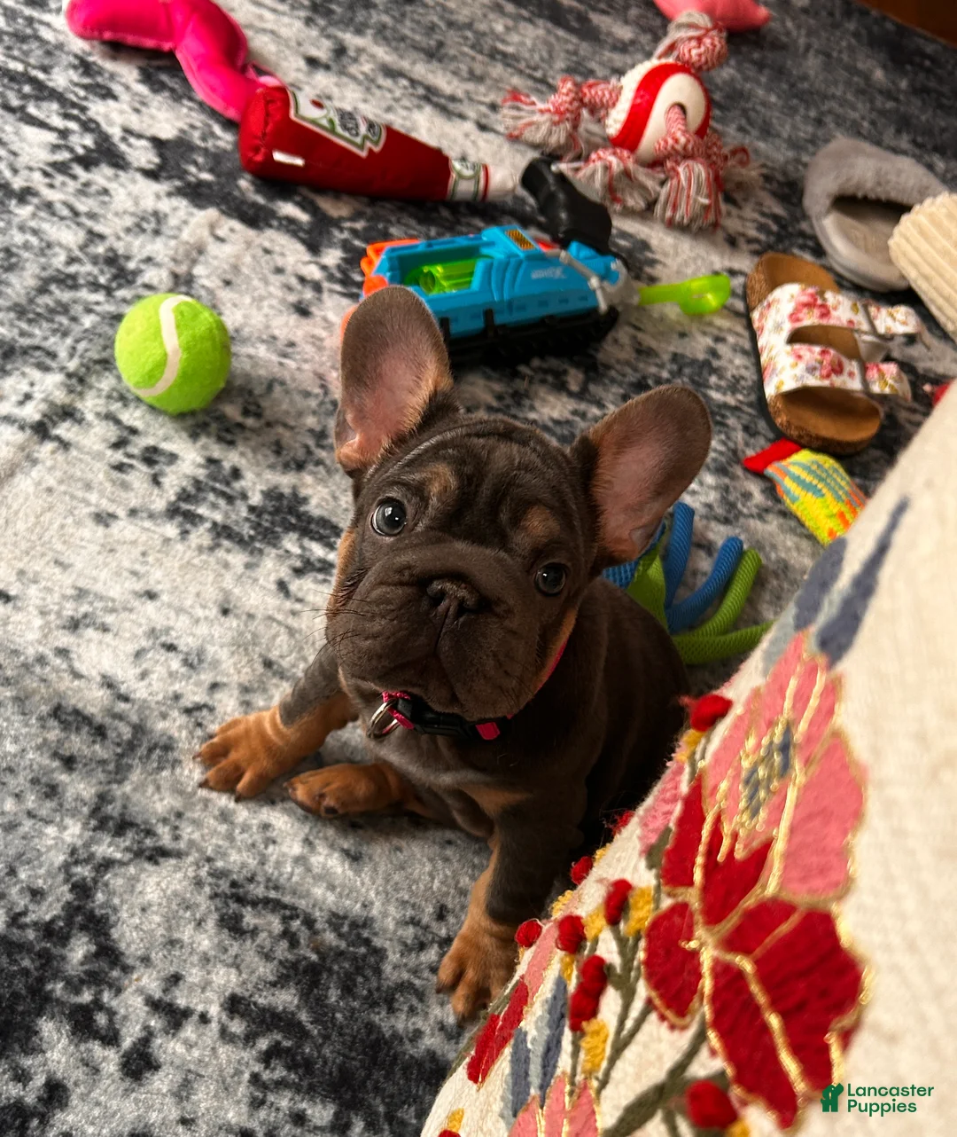 French Bulldog dogs for sale: PIXIE - Ad 4