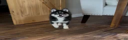 Pomsky dogs for sale: Nessa - Ad 4