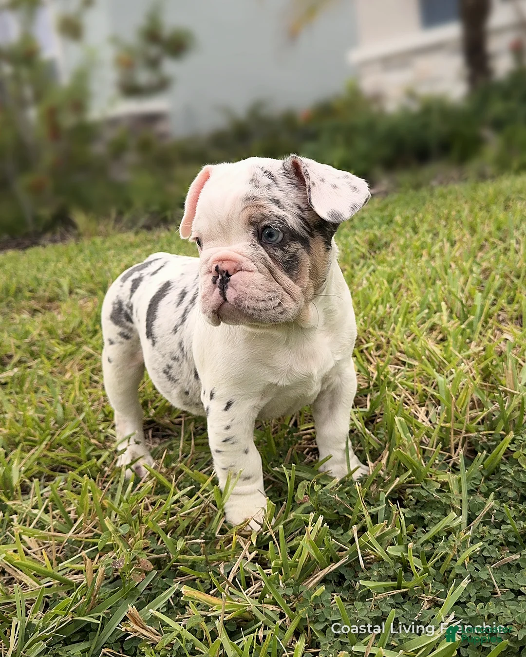 French Bulldog dogs for sale: Purple - Ad 2