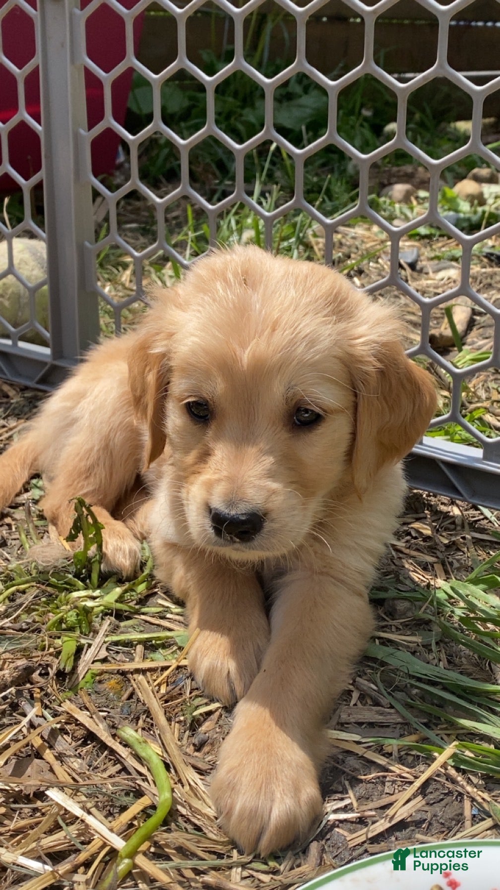 Golden Retriever dogs Bradley - Ad 34